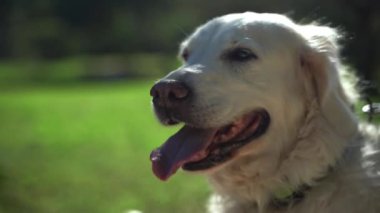 Yaz boyunca halka açık bir parkta Golden Retriever köpeğinin mutlu portresi. Sahibi Pat evcil hayvanıyla ilgileniyor. Evcil hayvanların akıl sağlığı,