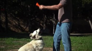 Yazın parkta köpeğiyle dışarıda Oporto 'yu yakalama oyunu oynayan adam. Sahibi evcil hayvanıyla ilgileniyor. Evcil hayvanların akıl sağlığı,