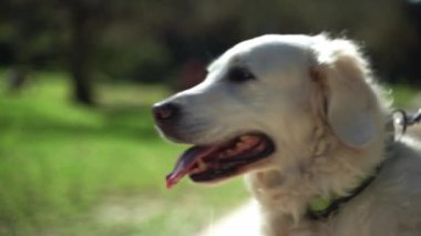 Yaz boyunca halka açık bir parkta Golden Retriever köpeğinin mutlu portresi. Sahibi Pat evcil hayvanıyla ilgileniyor. Evcil hayvanların akıl sağlığı,