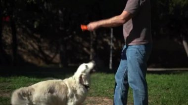 Yazın parkta köpeğiyle dışarıda Oporto 'yu yakalama oyunu oynayan adam. Sahibi evcil hayvanıyla ilgileniyor. Evcil hayvanların akıl sağlığı,