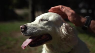 Adam yaz aylarında köpeğiyle birlikte parkın dışında geziyor. Sahibi Pat evcil hayvanıyla ilgileniyor. Evcil hayvanların akıl sağlığı,