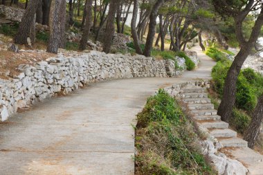 Çam koruluğundan geçen beton yol