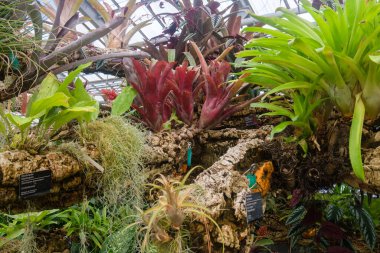 Yağmur ormanı bitkileri bir seradaki bir ağacın dalına tıka basa doyuyor..