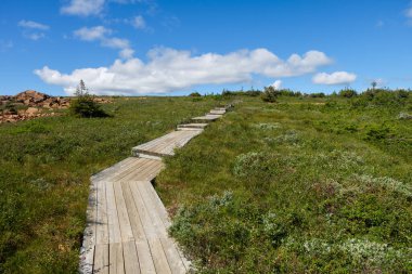 Dağlık bir bataklıkta yürüyüş. Kanada, Quebec 'te Mont Albert' da yakalandı..