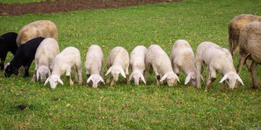 Birkaç kuzu ve koyun tek sıra halinde otluyor..