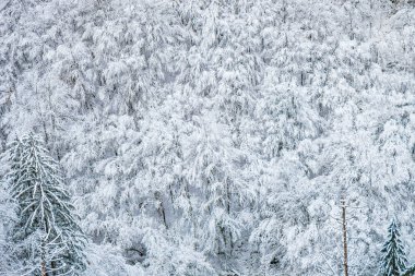 Kış ormanındaki beyaz ağaçlar, yukarıdan yakalandılar.