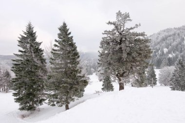 Karlı bir arazide bir grup ağaç. Soriska Planina, Slovenya 'da yakalandı.