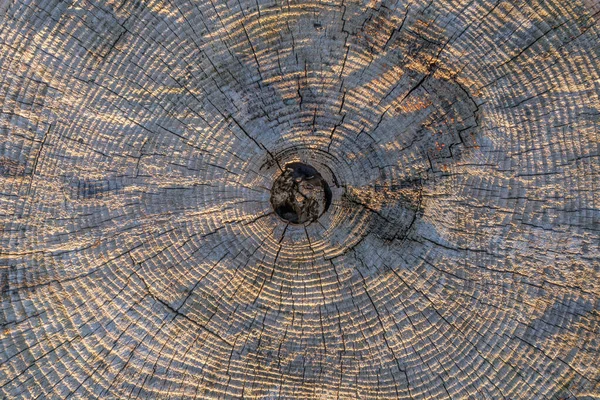 Transecto Tronco Árvore Com Anéis Ano Concêntricos Velhos Intemperizados Cinzas — Fotografia de Stock
