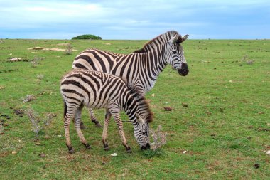 Anne ve tay zebrası, Hırvatistan 'ın Istria kentindeki Brijuni ulusal parkında bir tarlada