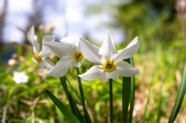 Plavski rovt (Slovenya) çevresindeki çayırlarda yabani nergisler büyüyor)