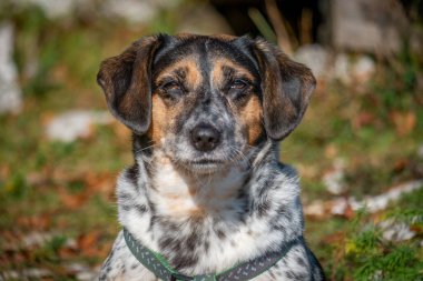 Ciddi bir ifadeyle küçük melez köpek portresi.