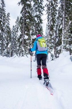 Girl snowshoeing in a spruce forest on Pokljuka, Slovenia clipart