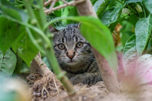 Young cat hiding in thick foliage in a patch of peppers in a vegetable garden