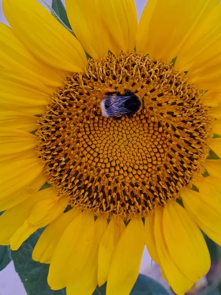 Single Sunflower Blossom Bumblebee — Stock Photo, Image