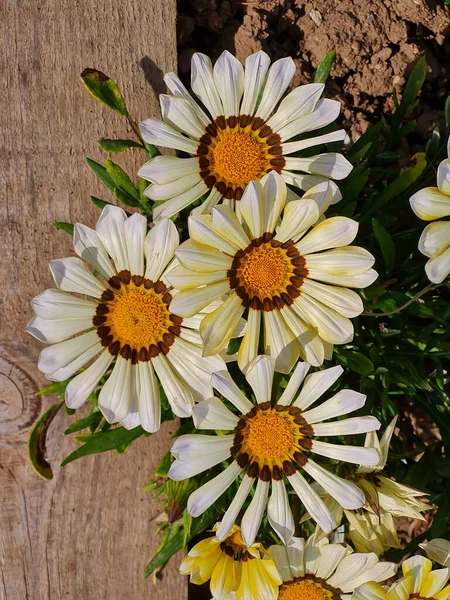 Białe Żółte Kwiaty Drewna Tła Brudu — Zdjęcie stockowe