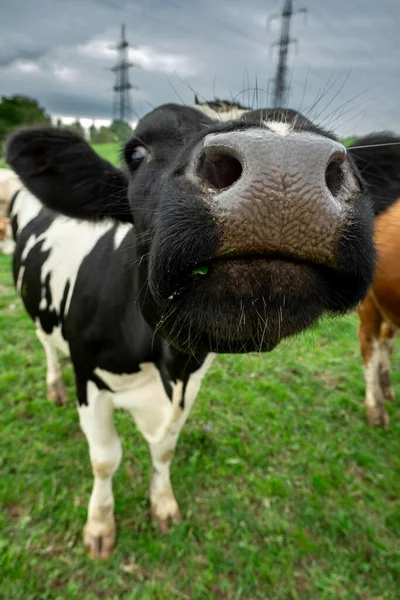 Gran Angular Una Vaca Blanca Negra Mirando Olfateando Cámara Fotos De Stock