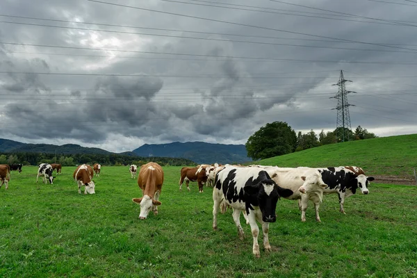 Grupo Vacas Pie Prado Bajo Líneas Eléctricas Cielo Tormentoso Tomadas Fotos De Stock Sin Royalties Gratis