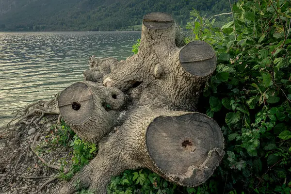 Interesting Stump Tree Multiple Trunks Shores Lake Bohinj — Stock Photo, Image