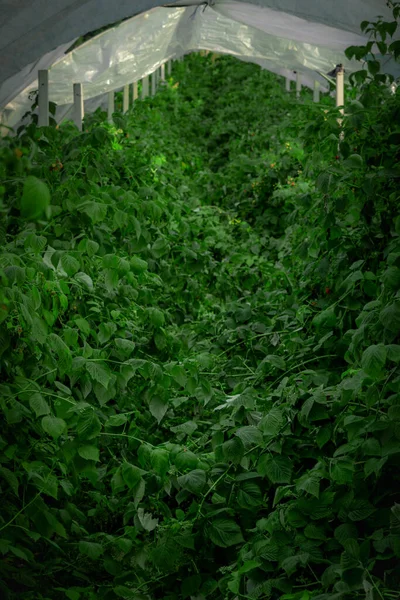 Invernadero Con Frambuesas Crecimiento Donde Las Plantas Han Cubierto Completamente Imagen De Stock