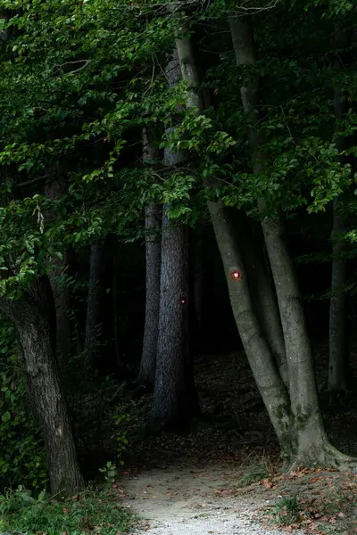 Bosque Oscuro Rampa Haya Con Hojas Verdes Con Marcas Senderismo Fotos De Stock