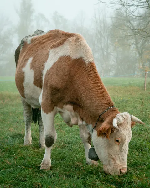 Vaca Sola Pastando Campo Niebla Cerca Fotos De Stock Sin Royalties Gratis