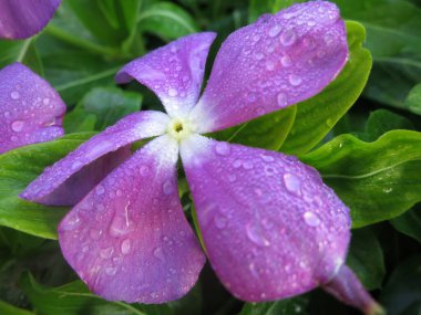 Bahçede güzel doğal çiçekler var.