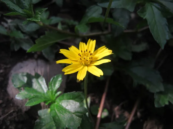 Krásné Přírodní Květiny Pozadí Zahrady — Stock fotografie