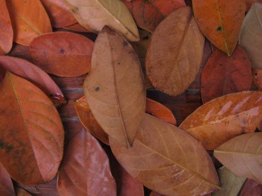 Sonbahar yaprakları, sonbahar bitkileri