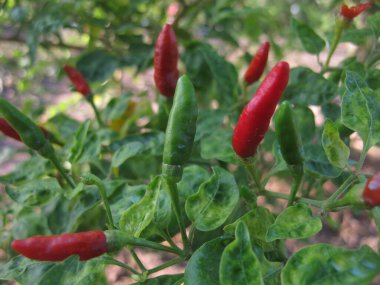 Bahçede yetişen yeşil biber.