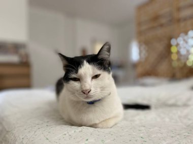 Kedi yatağın üzerinde oturuyor. Kedilerle ev rahatlığı. Kediler için rahat yatak