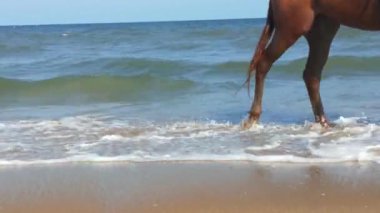 Kuzey Denizi üzerinde soğuk fırtınalı dalgalar ve bulutlar. Kuzey sahilinde kumlu bir sahilde büyük bir okyanus dalgası, beyaz kumlu tropik cennet plajı..