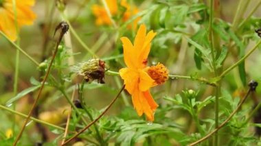 Turuncu makro çiçekli bal arısı, sarı çiçekten polen toplayan uçan bal arısı. Bulanık arka planda sarı çiçeğin üzerinden uçan arı. Arılar güzel sarı çiçekler ve papatyalar üzerinde polen toplarlar. Turuncu yaz çiçeği (sülfür kozmosu ve sarı kozmo