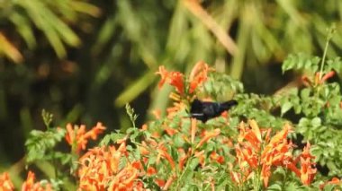 Turuncu makro çiçekli bal arısı, sarı çiçekten polen toplayan uçan bal arısı. Bulanık arka planda sarı çiçeğin üzerinden uçan arı. Arılar güzel sarı çiçekler ve papatyalar üzerinde polen toplarlar. Turuncu yaz çiçeği (sülfür kozmosu ve sarı kozmo