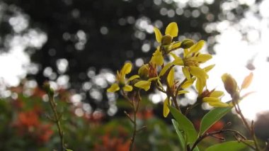 Turuncu makro çiçekli bal arısı, sarı çiçekten polen toplayan uçan bal arısı. Bulanık arka planda sarı çiçeğin üzerinden uçan arı. Arılar güzel sarı çiçekler ve papatyalar üzerinde polen toplarlar. Turuncu yaz çiçeği (sülfür kozmosu ve sarı kozmo