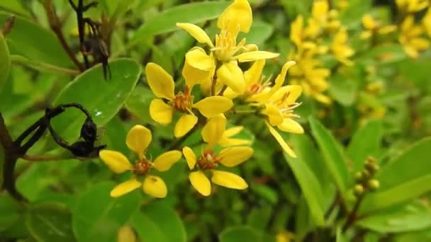Honningbi Orange Makro Blomst Flyvende Honningbi Indsamle Pollen Gul Flower – Stock-video