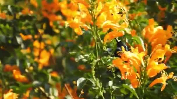 蜜蜂在橙花上飞舞 蜜蜂在黄花上采蜜 蜜蜂在黄花上飞舞 背景模糊 蜜蜂在美丽的黄色花朵上采集花粉 橙色夏季花 硫磺宇宙和黄色宇宙 — 图库视频影像