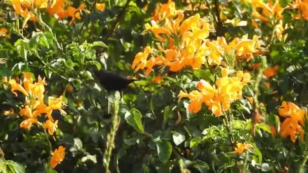 Medová Včela Oranžovém Makro Květu Létající Včela Sbírající Pyl Žlutém — Stock video
