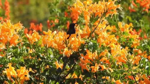 Honungsbi Apelsin Makro Blomma Flygande Honung Samla Pollen Vid Gul — Stockvideo
