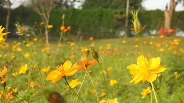 Turuncu Makro Çiçekli Bal Arısı Sarı Çiçekten Polen Toplayan Uçan — Stok video