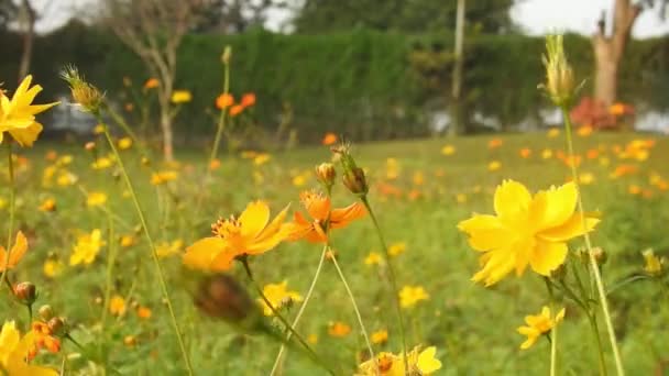 오렌지 매크로 날아다니는 꿀벌은 꽃에서 꽃가루를 합니다 꿀벌은 배경으로 다닙니다 — 비디오
