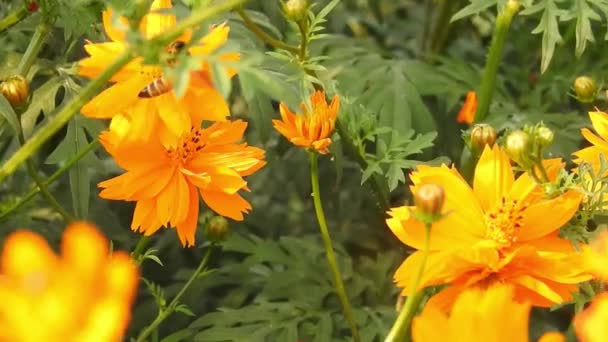 Lebah Madu Pada Bunga Macro Oranye Lebah Madu Terbang Mengumpulkan — Stok Video