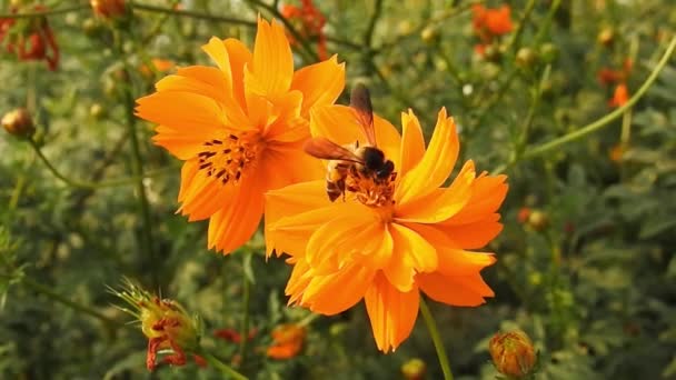 オレンジ色のマクロ花にミツバチ 黄色の花に花粉を集めてミツバチが飛んでいます 美しい黄色の花 デイジーに花粉を収集します オレンジ色の夏の花 硫黄のコスモスと黄色のコスモス — ストック動画