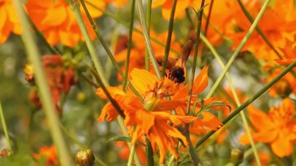 Abeja Miel Flor Macro Naranja Abeja Voladora Recolectando Polen Flor — Vídeos de Stock