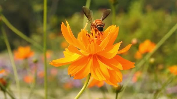 Honigbiene Auf Orangefarbener Makroblume Fliegende Honigbiene Sammelt Pollen Auf Gelber — Stockvideo