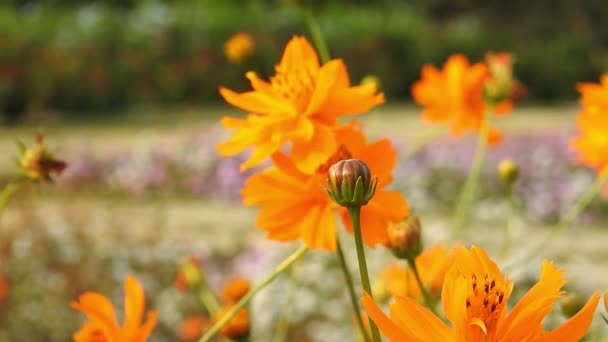 Honigbiene Auf Orangefarbener Makroblume Fliegende Honigbiene Sammelt Pollen Auf Gelber — Stockvideo