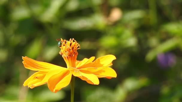 オレンジ色のマクロ花にミツバチ 黄色の花に花粉を集めてミツバチが飛んでいます 美しい黄色の花 デイジーに花粉を収集します オレンジ色の夏の花 硫黄のコスモスと黄色のコスモス — ストック動画
