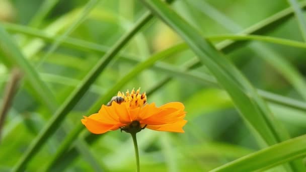 Оранжевый Летний Цветок Сернистый Желтый Коса Зеленым Лепестком Поле Цветущего — стоковое видео