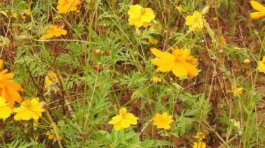 Turuncu yaz çiçeği (sülfür kozmos ve sarı kozmos) yeşil yapraklı sülfür. Bahçede çiçek açan sarı kozmos çiçeği tarlası. yeşil bokeh arkaplanlı turuncu çiçekler, parkta sarı papatya çiçekleri yavaş çekimde, 
