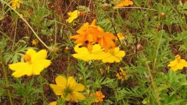 Turuncu yaz çiçeği (sülfür kozmos ve sarı kozmos) yeşil yapraklı sülfür. Bahçede çiçek açan sarı kozmos çiçeği tarlası. yeşil bokeh arkaplanlı turuncu çiçekler, parkta sarı papatya çiçekleri yavaş çekimde, 