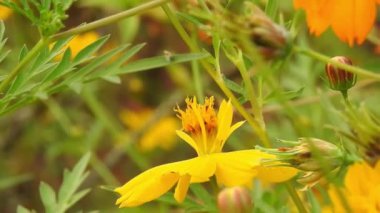 Parkta yavaş çekimde sarı papatya çiçekleri, yeşil odak arkaplanı ile, Cosmos bipinnatus, yaygın olarak bahçe kozmosu veya Meksika paskalyası olarak adlandırılır, orta büyüklükte bir çiçektir. Kozmos bipinnatus, ikiz sülfür kozmozu ve sarı kozmos (kozmos sulphureus)) 